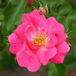 Rosa Pink Emely