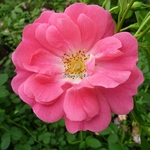 Rosa Pink Emely (2)