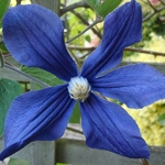 Clematis durandii