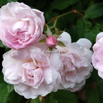 Rosa Blush Noisette