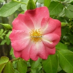 Rosa Marjorie Fair