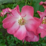 Rosa Marjorie Fair (5)