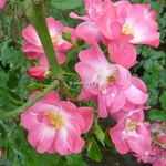 Rosa Marjorie Fair (7)