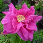 Rosa rugosa Exception (2)