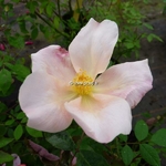 Rosa odorata Mutabilis (4)