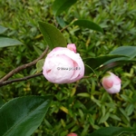 Camellia Cinnamon Cindy (4)