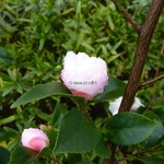 Camellia Cinnamon Cindy (3)