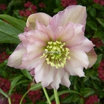 hELLEBORUS orientalis rose double (1)