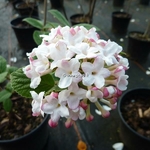 Viburnum carlesii Diana (3)