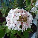 Viburnum carlesii Diana (1)