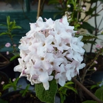 Viburnum carlesii Diana (2)