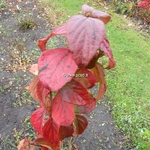 Viburnum carlesii Diana