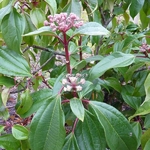 Viburnum cinnamomifolium (1)