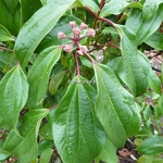 Viburnum cinnamomifolium (2)