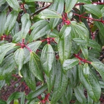 Viburnum davidii Angustifolia