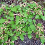 Viburnum plicatum Molly Shroeder