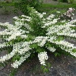 Viburnum plicatum St Keverne