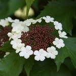 Viburnum sargentii Onondaga