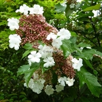 Viburnum sargentii Onondaga (1)