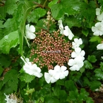 Viburnum sargentii Onondaga (3)