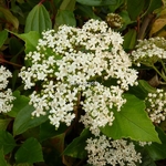 Viburnum japonicum (2)