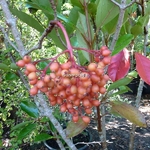 Viburnum awabuki