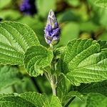 Salvia Indigo Spires (2)