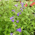 Salvia Bleu Armor (2)