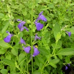 Salvia Bleu Armor (3)