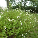 Salvia Hot Lips