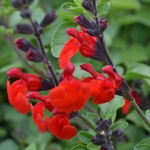 Salvia Royal Bumble