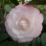Camellia japonica Desire