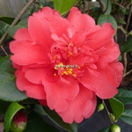 Camellia japonica Volcano (2)