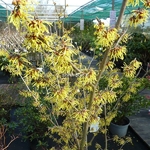 Hamamelis Arnold Promise