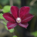 Clematis Rouge Cardinal (1)