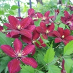 Clematis Rouge Cardinal (2)