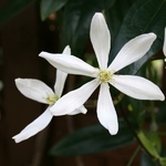 Clematis armandii Snowdrift