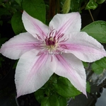 Clematis Pink Fantasy