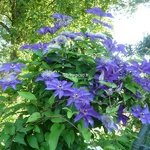 Clematis The President (9)