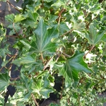 Hedera helix Ivalace (3)