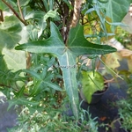 Hedera helix Sagitiifolia (1)