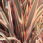 Phormium Rainbow Queen