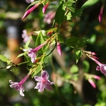 Jasminum stephanense