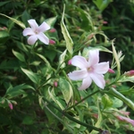 Jasminum stephanense (2)