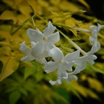 Jasminum officinalis Aureum (3)