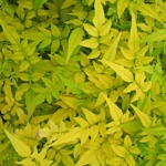 Jasminum officinalis Aureum (1)