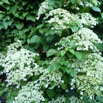 Hydrangea anomala petiolaris (6)