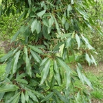 Hydrangea serratifolia (8)