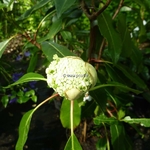 Hydrangea serratifolia (6)
