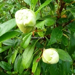 Hydrangea serratifolia (1)